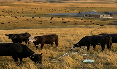 cattle op